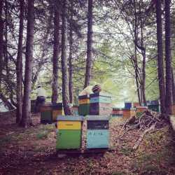 画像6: レ・クエルチェ　ハチミツ＆レモンジンジャー(200g)