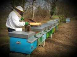 画像4: レ・クエルチェ　ハチミツ　シャクナゲ(200g)