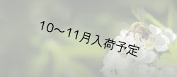 画像7: レ・クエルチェ　ハチミツ　リンデン(200g)