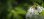 画像6: レ・クエルチェ　ハチミツ　アルプスの花(200g)