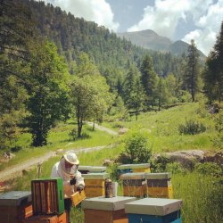 画像4: レ・クエルチェ　ハチミツ＆レモンジンジャー(200g)