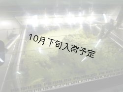 画像5: カステル・ディ・レゴ　ニュー・ハーヴェスト　EXVオリーブオイル　NOVELLO2025(500ml)　
