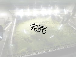 画像5: カステル・ディ・レゴ　ニュー・ハーヴェスト　EXVオリーブオイル　NOVELLO2025(500ml)　