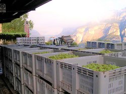 画像5: ポイエル・エ・サンドリ　白ワインヴィネガー（375ml）