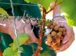 画像4: ポイエル・エ・サンドリ　白ワインヴィネガー（375ml）