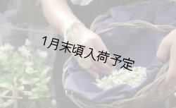 画像5: アンティカ・ドルチェリア・ボナイユート　チョコレート　ジャスミン（20g）