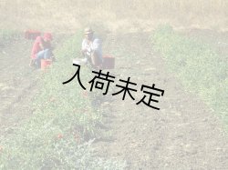 画像2: ヴァルディベッラ　パッサータ・ディ・ポモドーロ(410g)