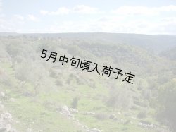 画像2: カステル・ディ・レゴ　オーロ　EXVオリーブオイル(500ml)