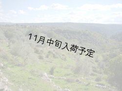 画像2: カステル・ディ・レゴ　オーロ　EXVオリーブオイル(500ml)