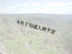 画像2: カステル・ディ・レゴ　オーロ　EXVオリーブオイル(500ml)