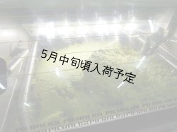 画像3: カステル・ディ・レゴ　オーロ　EXVオリーブオイル(500ml)