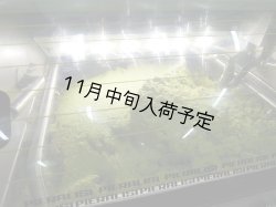 画像3: カステル・ディ・レゴ　オーロ　EXVオリーブオイル(500ml)