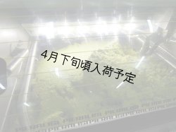 画像3: カステル・ディ・レゴ　オーロ　EXVオリーブオイル(500ml)