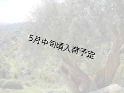 画像5: カステル・ディ・レゴ ビアンコリッラ EXVオリーブオイル(750ml)