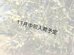 画像4: 【初登場】バッリョ・インガルディア　アルベレッリ　EXVオリーブオイル　NOVELLO2026(500ml)　