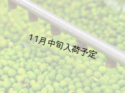 画像6: 【初登場】バッリョ・インガルディア　アルベレッリ　EXVオリーブオイル　NOVELLO2026(500ml)　