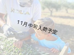 画像5: 【初登場】バッリョ・インガルディア　アルベレッリ　EXVオリーブオイル　NOVELLO2026(500ml)　