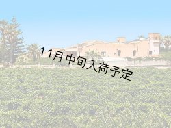 画像2: 【初登場】バッリョ・インガルディア　アルベレッリ　EXVオリーブオイル　NOVELLO2026(500ml)　
