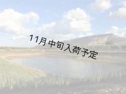 画像3: 【初登場】バッリョ・インガルディア　アルベレッリ　EXVオリーブオイル　NOVELLO2026(500ml)　