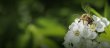 画像6: レ・クエルチェ　ハチミツ　アルプスの花(200g) (6)