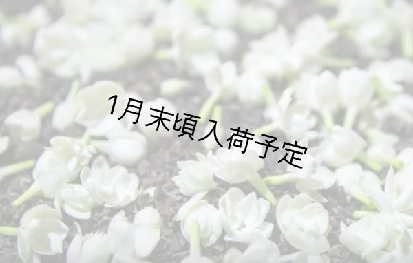 画像4: アンティカ・ドルチェリア・ボナイユート チョコレート ジャスミン(20g) (4)