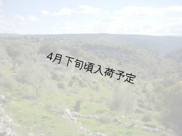 画像2: カステル・ディ・レゴ　オーロ　EXVオリーブオイル(500ml) (2)