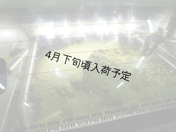 画像3: カステル・ディ・レゴ　オーロ　EXVオリーブオイル(500ml) (3)