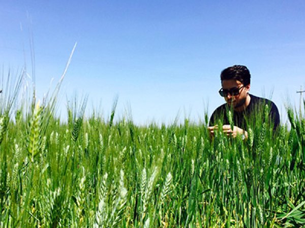 画像4: イル・ムリーノ・ディ・グラニャーノ　リングイネIGP  BIO  500g (4)