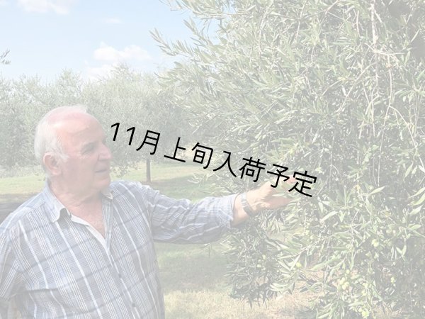 画像3: バルディ  EXVオリーブオイル　NOVELLO2026(500ml)　 (3)