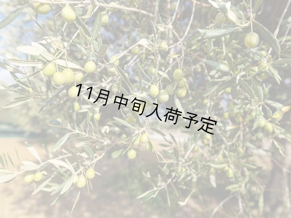 画像4: 【初登場】バッリョ・インガルディア　アルベレッリ　EXVオリーブオイル　NOVELLO2026(500ml)　 (4)