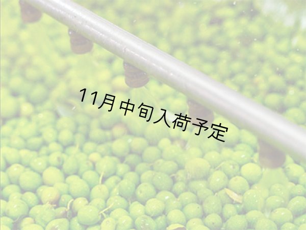 画像6: 【初登場】バッリョ・インガルディア　アルベレッリ　EXVオリーブオイル　NOVELLO2026(500ml)　 (6)