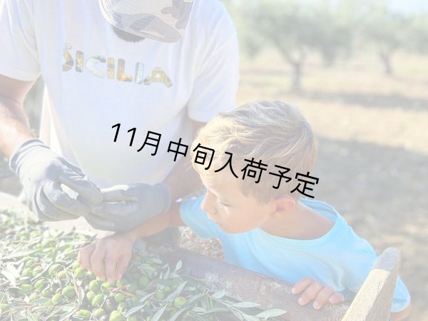 画像5: 【初登場】バッリョ・インガルディア　アルベレッリ　EXVオリーブオイル　NOVELLO2026(500ml)　 (5)