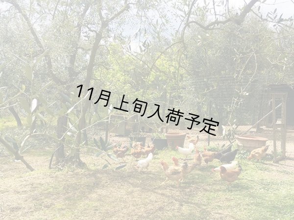 画像4: バルディ  EXVオリーブオイル　NOVELLO2026(500ml)　 (4)