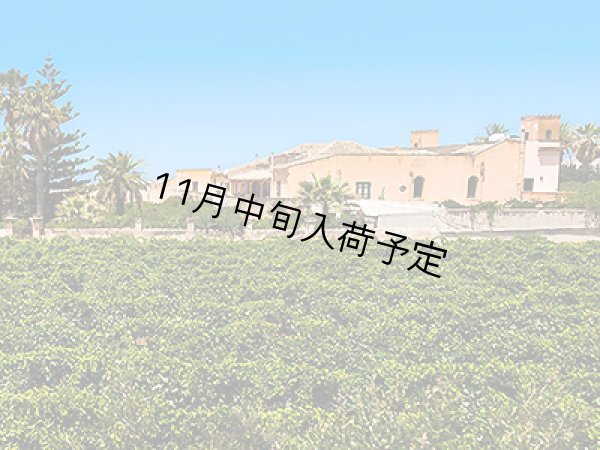 画像2: 【初登場】バッリョ・インガルディア　アルベレッリ　EXVオリーブオイル　NOVELLO2026(500ml)　 (2)