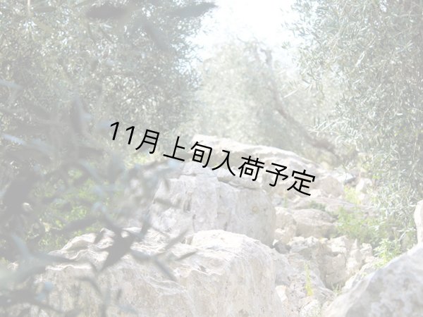 画像3: 【初登場】クアットロチョッキ　EXVオリーブオイル　NOVELLO2026(500ml)　 (3)